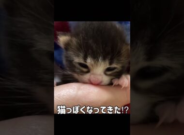 こんなに、かわいくなると思わなかった #shorts