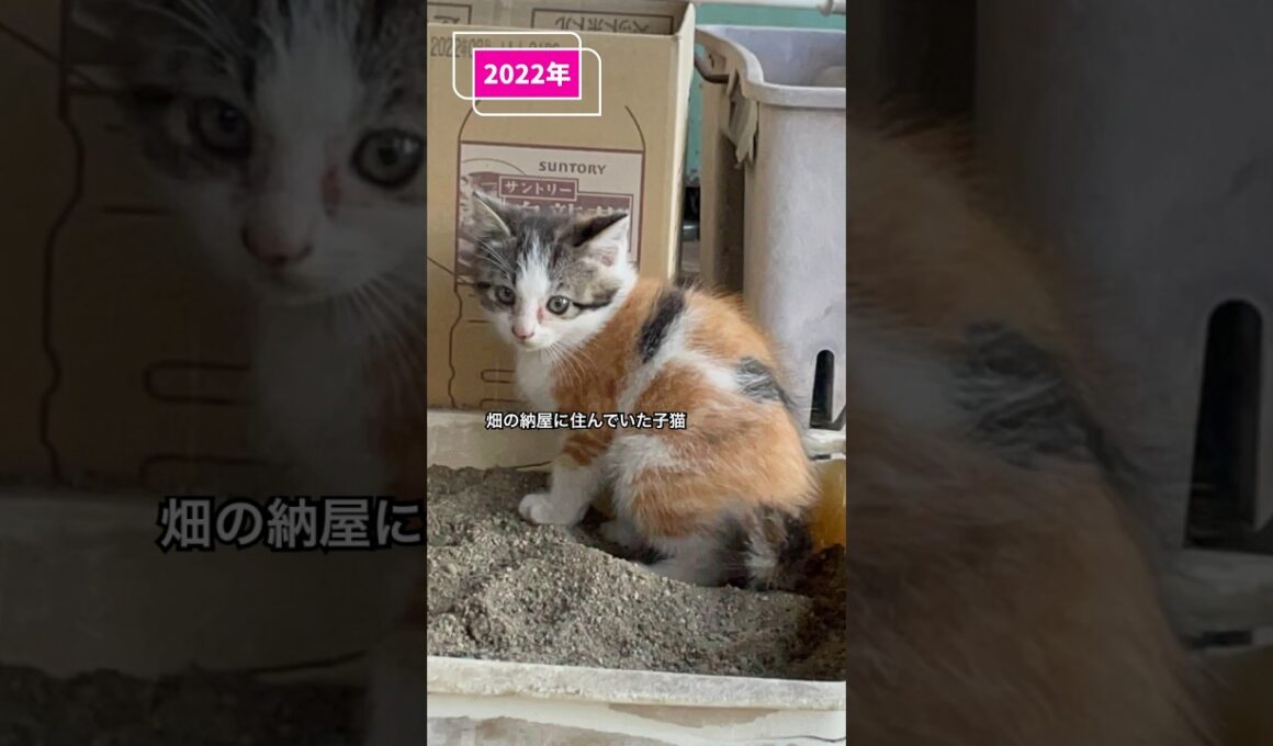 子猫のビフォーアフター #子ネコ #三毛猫 #保護猫