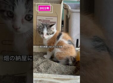 子猫のビフォーアフター #子ネコ #三毛猫 #保護猫