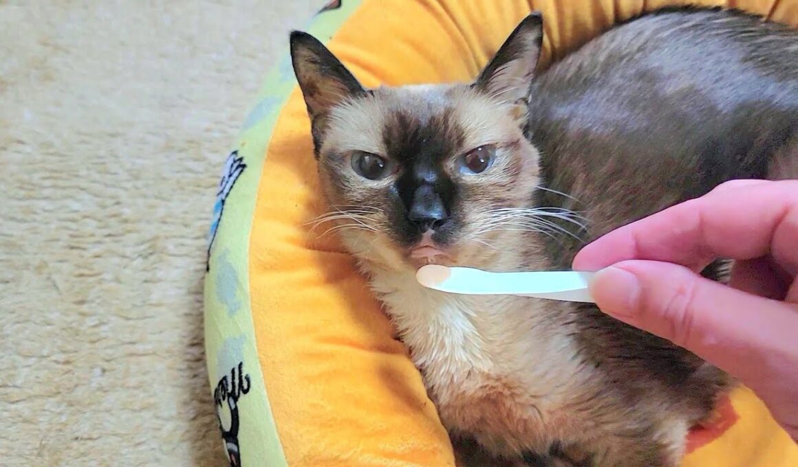 末期癌で〇期が近づくシャム猫のエンジェルタイム⏱