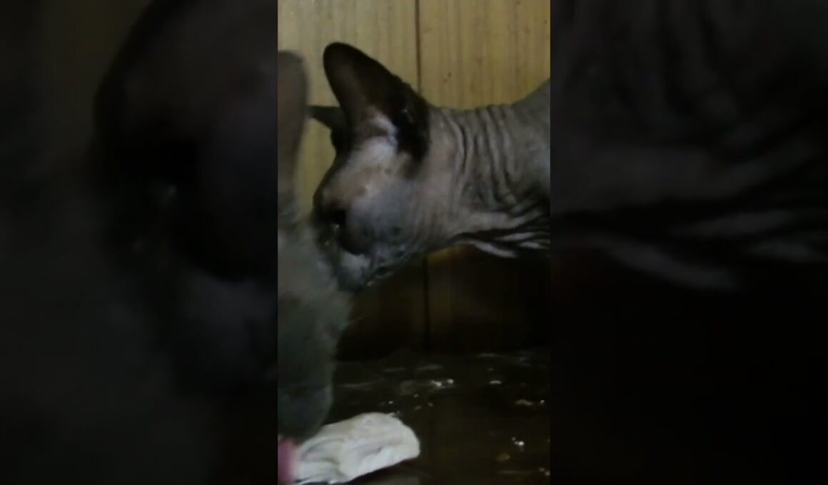 ラパーマのリケとスフィンクスのジャンポール、鳥のささみを食べる。