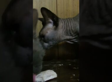 ラパーマのリケとスフィンクスのジャンポール、鳥のささみを食べる。