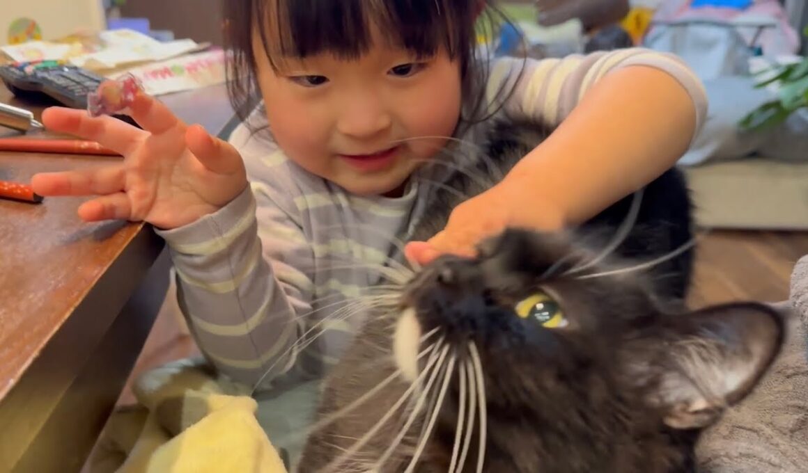 反射が気になる猫と甘え上手な猫　ラガマフィン　サイベリアンRagamuffin. Siberian