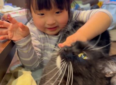 反射が気になる猫と甘え上手な猫　ラガマフィン　サイベリアンRagamuffin. Siberian