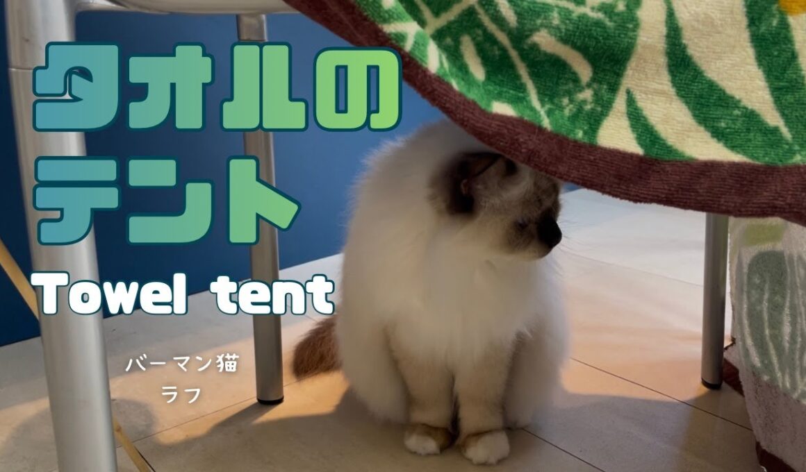 バーマン猫ラフ【タオルでテント】Towel tent（バーマン猫）Birman/Cat