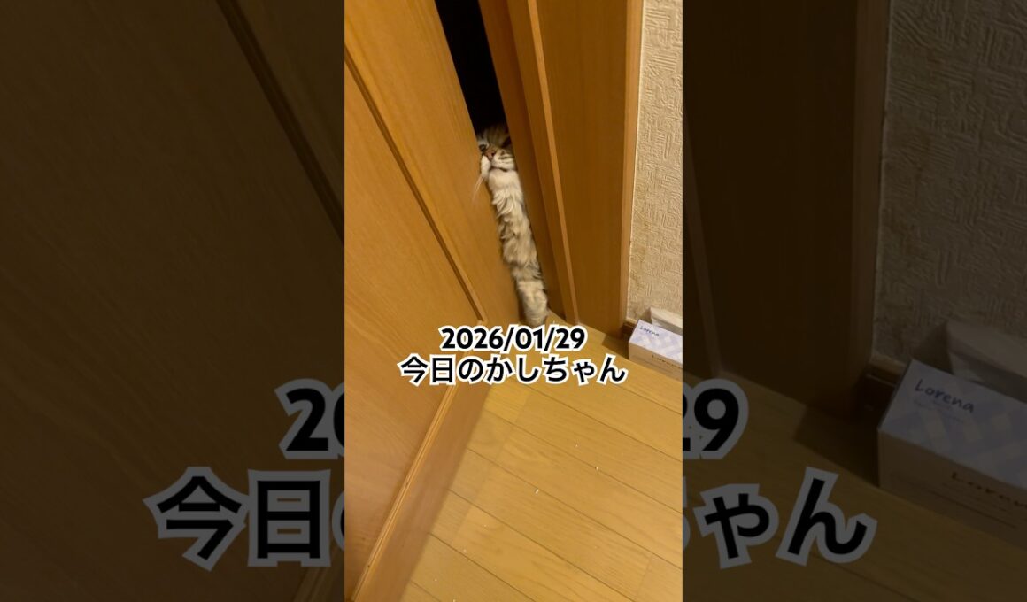2026/01/29今日のかしちゃん #猫 #ペルシャ #カシス #cat #猫のいる暮らし