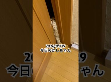 2026/01/29今日のかしちゃん #猫 #ペルシャ #カシス #cat #猫のいる暮らし