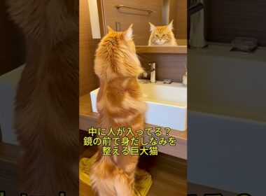 デカすぎｗｗ 後ろ姿が完全に「おっさん」なメインクーン、鏡の前で人間みたいに身だしなみを整える猫