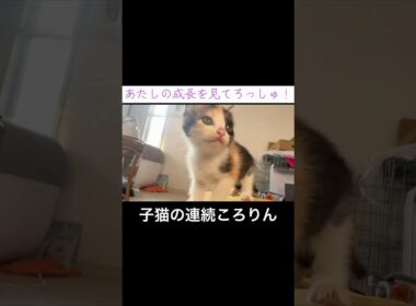 子猫の見事な連続落下芸   #cat #kitten #猫 #子猫 #ねこ #こねこ #shorts  #保護猫 #猫のいる暮らし