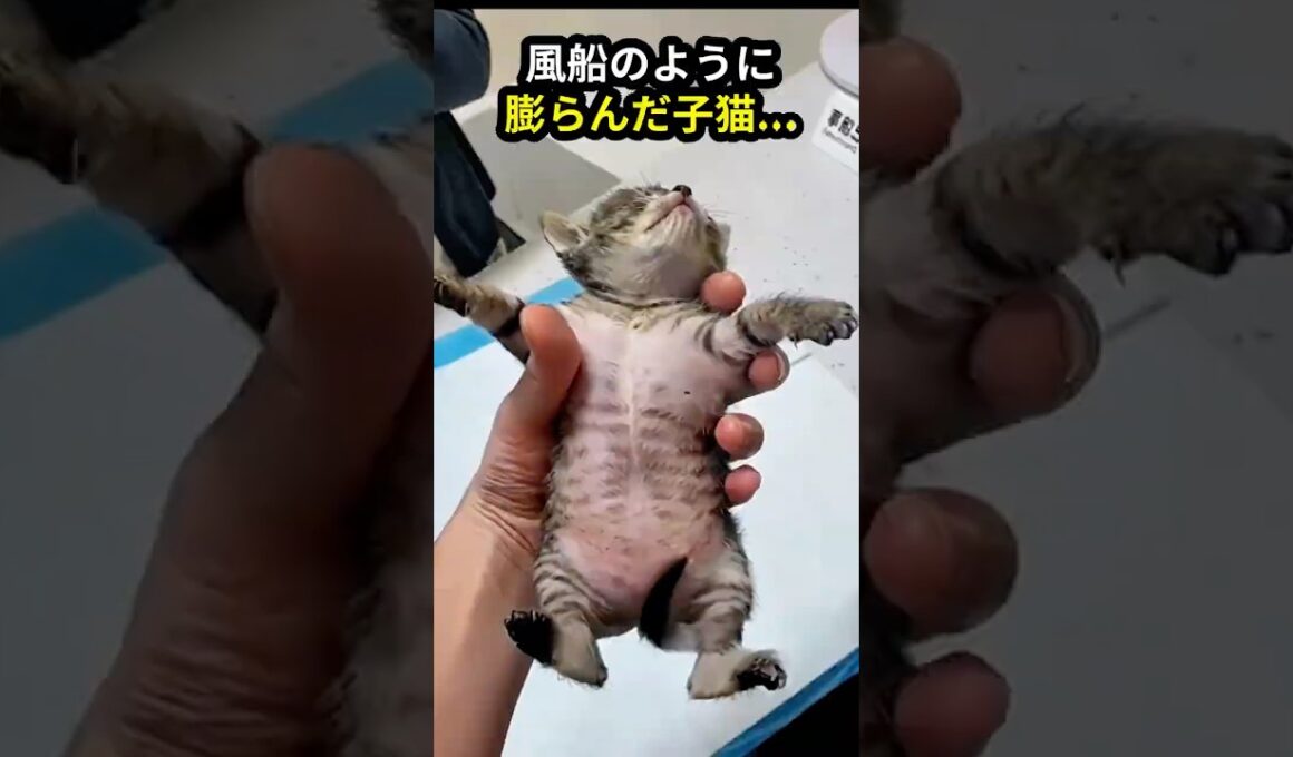【奇跡】風船のように膨らんだ子猫…奇跡の復活と、ある猫の償い #Shorts