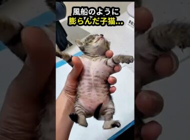 【奇跡】風船のように膨らんだ子猫…奇跡の復活と、ある猫の償い #Shorts