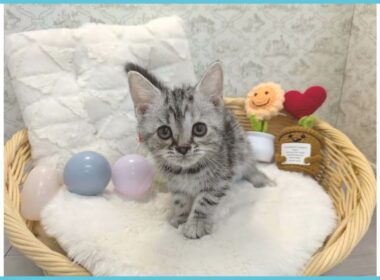 ペットショップcoo&riku No.00743276 アメリカンショートヘアー