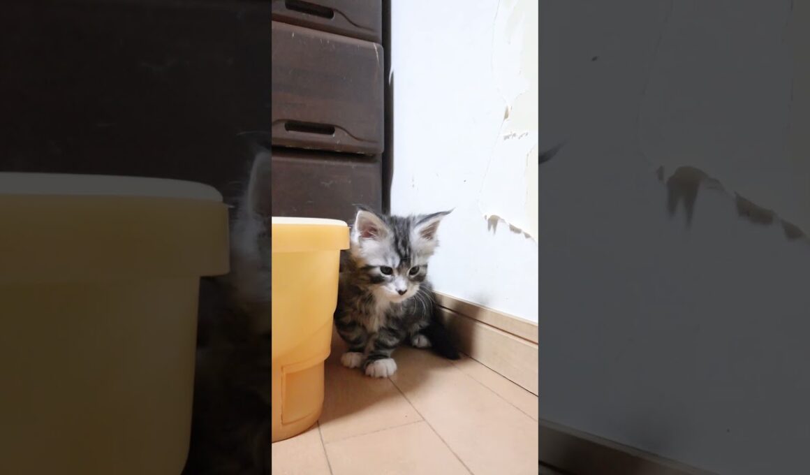 メインクーンの子猫たち初めて部屋の外へ出たよ