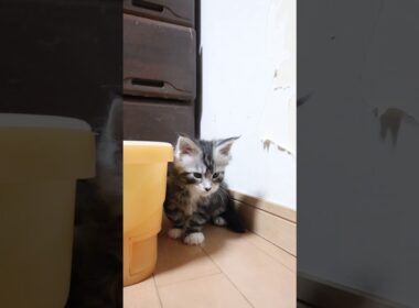 メインクーンの子猫たち初めて部屋の外へ出たよ