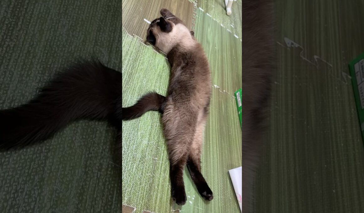 寝転ぶシャム猫のふくさん【たぬき猫】 #shorts  #猫のいる暮らし #cat #ねこ #しゃむねこ#cute