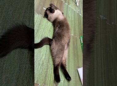 寝転ぶシャム猫のふくさん【たぬき猫】 #shorts  #猫のいる暮らし #cat #ねこ #しゃむねこ#cute