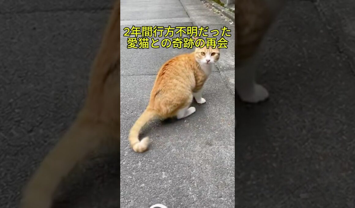 【涙腺崩壊】2年間行方不明だった愛猫を路地裏で発見。名前を呼んだ瞬間の反応に涙
