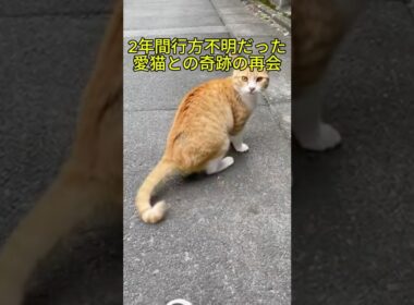 【涙腺崩壊】2年間行方不明だった愛猫を路地裏で発見。名前を呼んだ瞬間の反応に涙