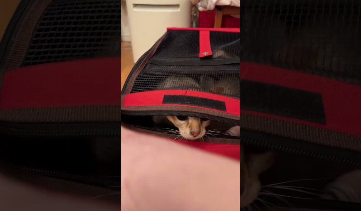 病院から帰ってきてホッとしているシンガプーラとたぬき猫なのにゃ♪ #cat #シンガプーラ #トンキニーズ#たぬき猫