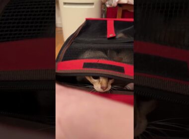 病院から帰ってきてホッとしているシンガプーラとたぬき猫なのにゃ♪ #cat #シンガプーラ #トンキニーズ#たぬき猫