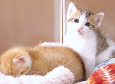 子猫達がこの後かわいすぎる事になって笑っちゃいました【赤ちゃん猫　保護猫】