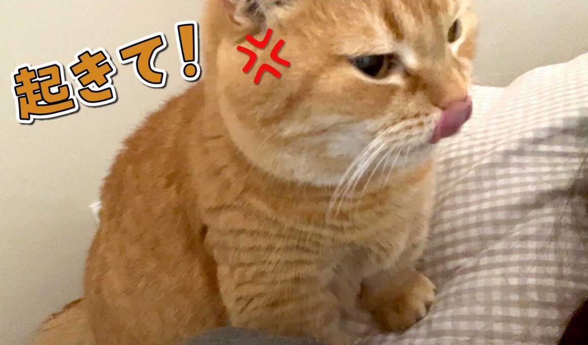 絶対にママを起こすと決めた愛猫の執念がすごすぎました…