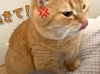 絶対にママを起こすと決めた愛猫の執念がすごすぎました…