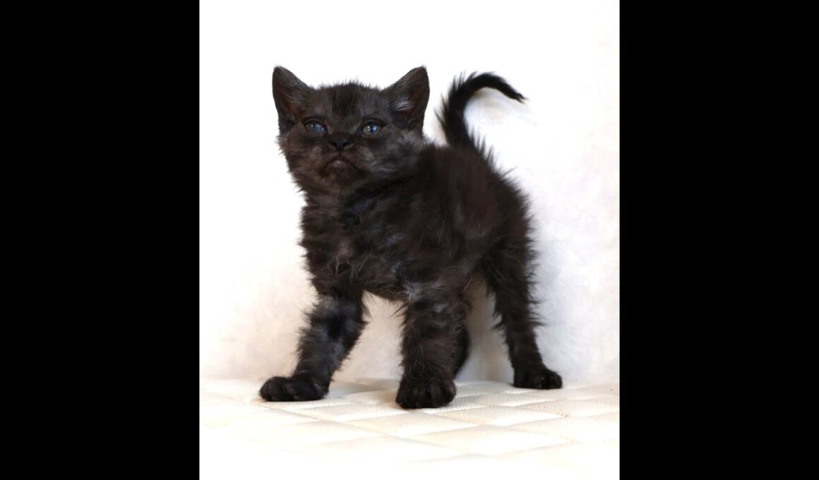 セルカークレックス子猫　Selkirk Rex　2025.12.4産まれ　シルバータビー　巻き毛　男の子　シーダキャット猫のお店