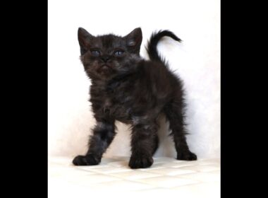 セルカークレックス子猫　Selkirk Rex　2025.12.4産まれ　シルバータビー　巻き毛　男の子　シーダキャット猫のお店