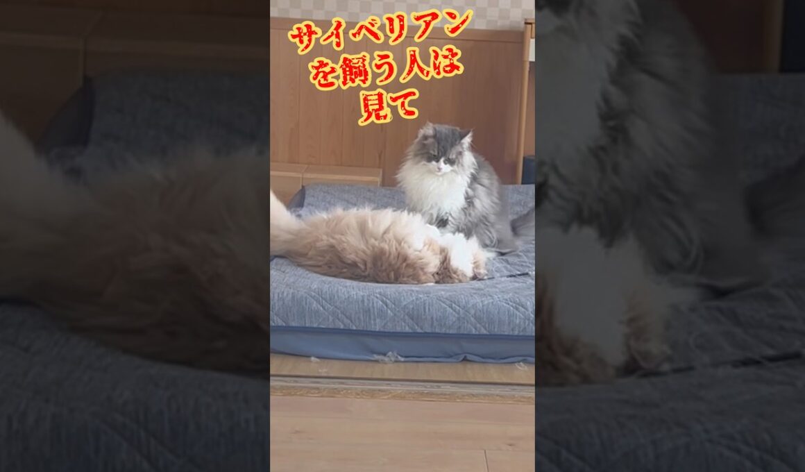 猫のサイベリアンを飼う覚悟はありますか？