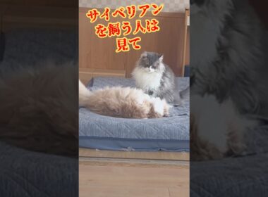 猫のサイベリアンを飼う覚悟はありますか？