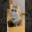2026/01/29今日のしーちゃん #猫 #ペルシャ #シエル #cat #猫のいる暮らし
