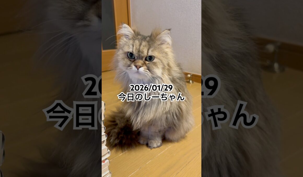 2026/01/29今日のしーちゃん #猫 #ペルシャ #シエル #cat #猫のいる暮らし