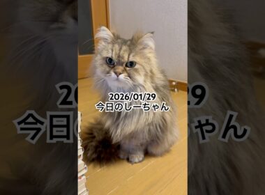 2026/01/29今日のしーちゃん #猫 #ペルシャ #シエル #cat #猫のいる暮らし