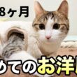 生まれて初めてのお洋服を着た子猫の反応は？