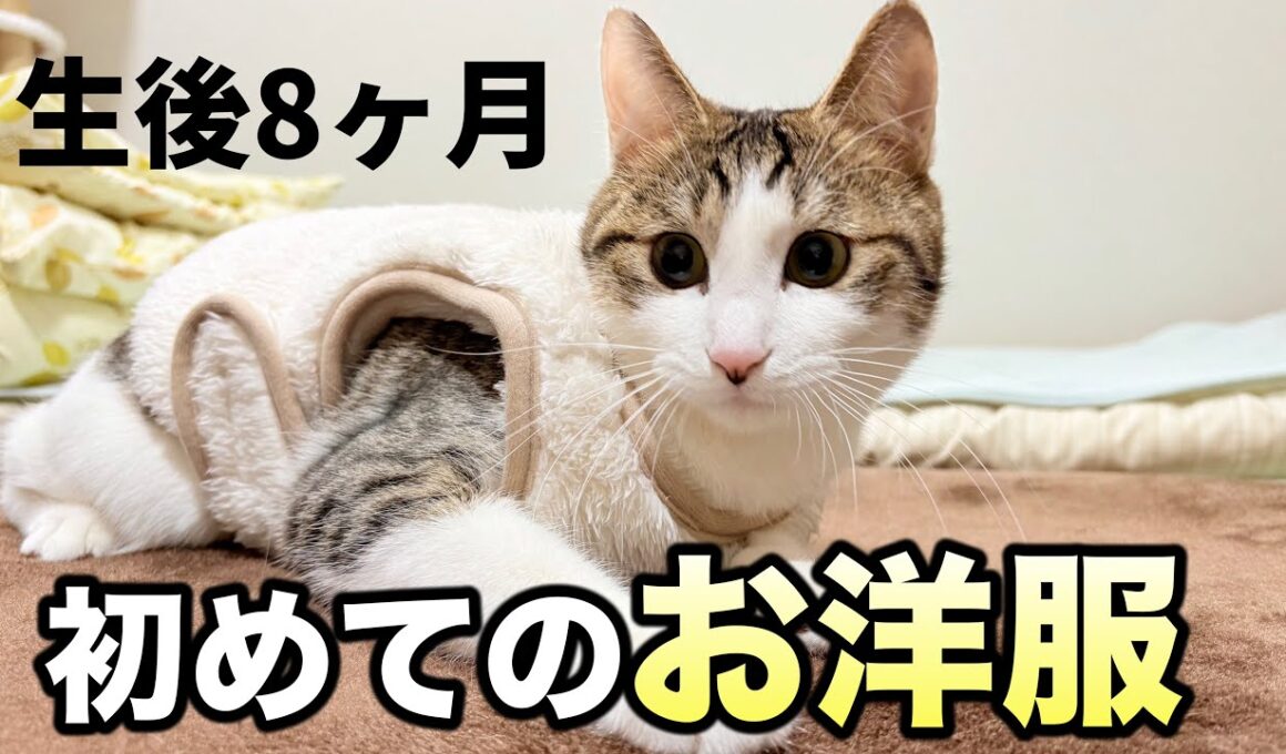 生まれて初めてのお洋服を着た子猫の反応は？