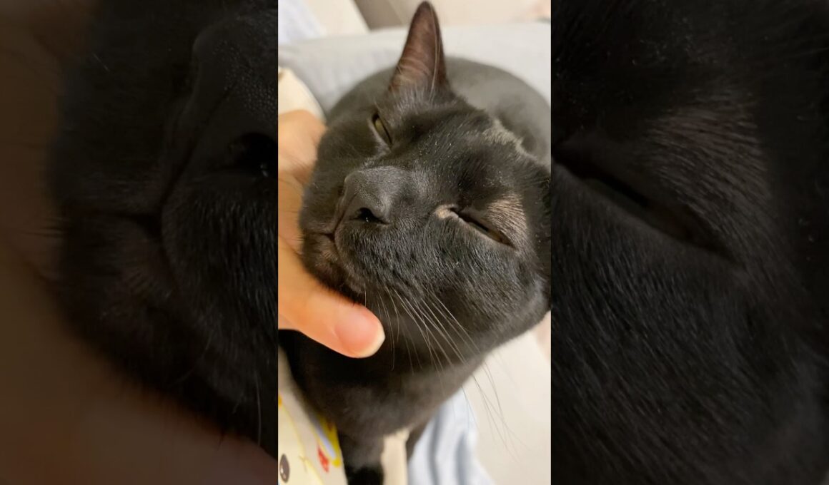 あまえんぼ黒猫ボンベイ　#cat #ねこ #ねこのいる暮らし #ねこのいる生活 #ねこ動画 #猫 #猫好きさんと繋がりたい #かわいい #癒やし #甘えん坊