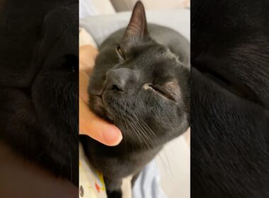 あまえんぼ黒猫ボンベイ　#cat #ねこ #ねこのいる暮らし #ねこのいる生活 #ねこ動画 #猫 #猫好きさんと繋がりたい #かわいい #癒やし #甘えん坊