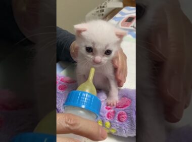 子猫のミルクを飲む速さを成長順に比較してみた