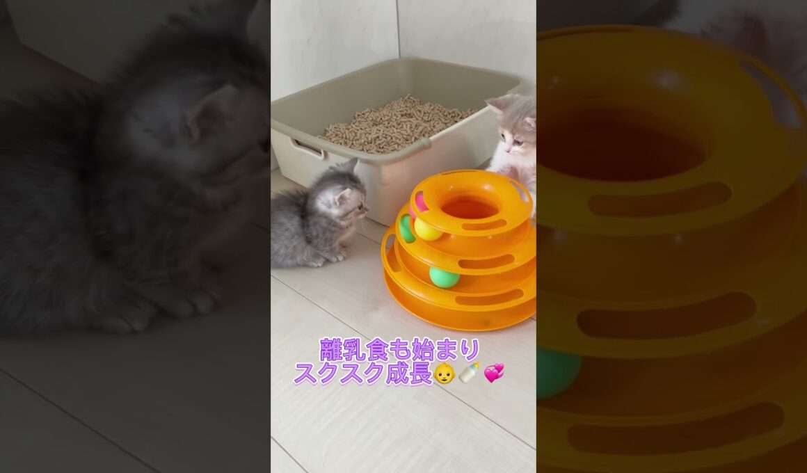 ミヌエットvsマンチカン♥️ 【お問合せ詳細は説明欄に記載あります】 #ラパーマ #マンチカン #子猫 #猫 #ブリーダー直販 #ミヌエット #猫のいる暮らし #子猫販売 #猫動画