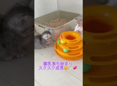 ミヌエットvsマンチカン♥️ 【お問合せ詳細は説明欄に記載あります】 #ラパーマ #マンチカン #子猫 #猫 #ブリーダー直販 #ミヌエット #猫のいる暮らし #子猫販売 #猫動画