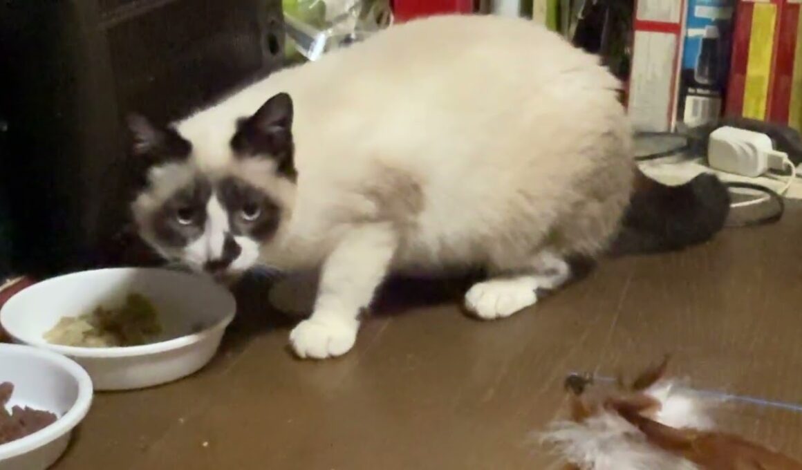 夜中、こっそり食べる太り目のシャム猫パンダくん　ルル、黒夢