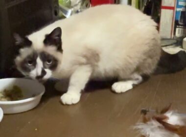 夜中、こっそり食べる太り目のシャム猫パンダくん　ルル、黒夢