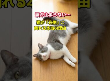 涙が止まらない…猫が「右側」に倒れる本当の理由 #猫のいる暮らし #猫の行動 #猫の気持ち