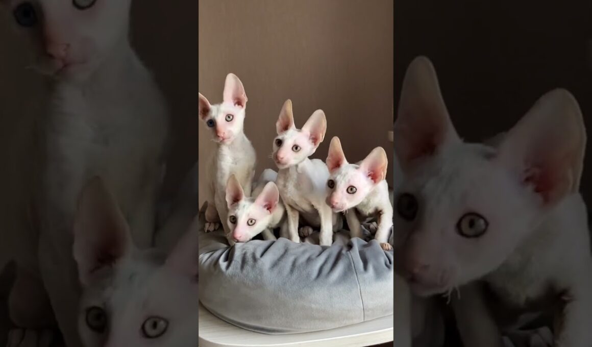 これがコーニッシュレックス！くるくる毛の超軽量猫🐱✨ #コーニッシュレックス#猫好き #かわいい猫