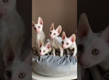 これがコーニッシュレックス！くるくる毛の超軽量猫🐱✨ #コーニッシュレックス#猫好き #かわいい猫