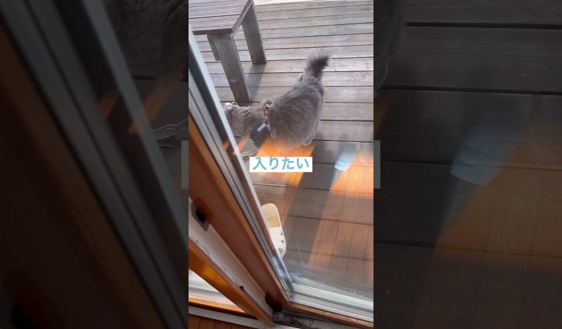 撤収 #ねこ動画 #アメリカンカール