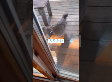 撤収 #ねこ動画 #アメリカンカール