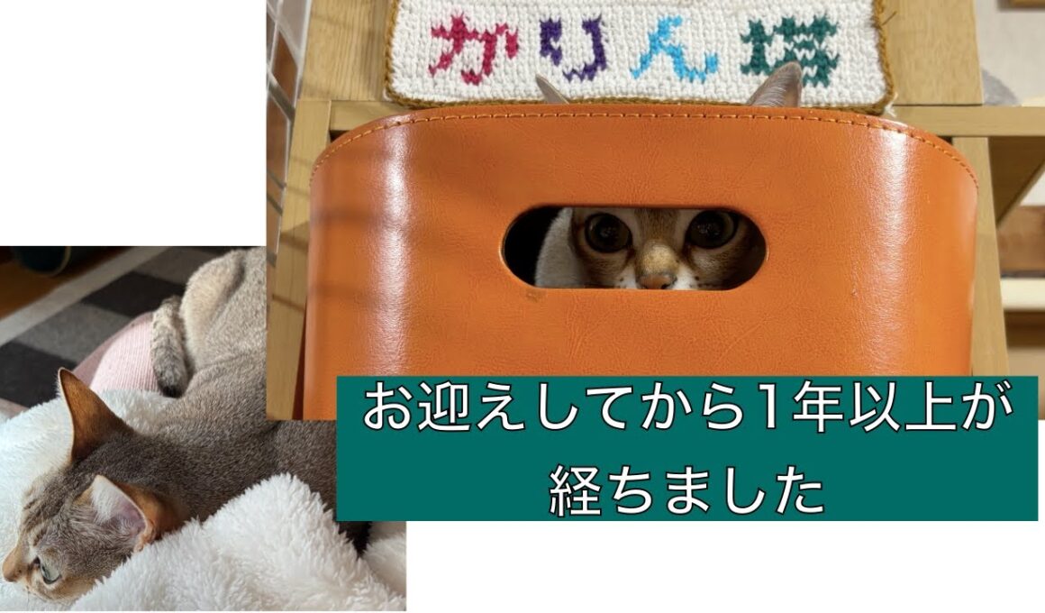 【シンガプーラ】お迎えして1年以上が経ちケージなどちょっと変化しました