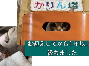 【シンガプーラ】お迎えして1年以上が経ちケージなどちょっと変化しました